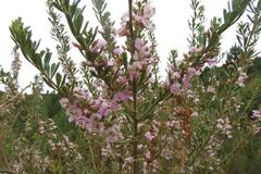 Indigofera flabellata