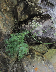Lomatocarum alpinum