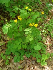 Chelidonium majus