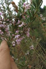 Indigofera flabellata