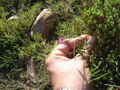 Tephrosia capensis capensis
