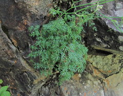 Lomatocarum alpinum