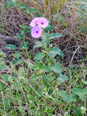 Astripomoea malvacea