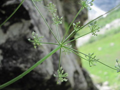 Lomatocarum alpinum