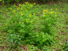 Chelidonium majus
