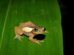 Ochlandrae Reed Frog photo 4