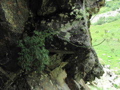 Lomatocarum alpinum