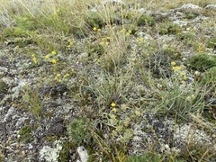 Bupleurum bicaule