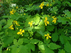 Chelidonium majus