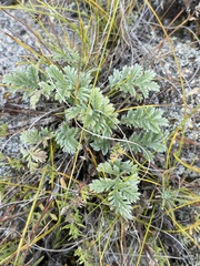 Potentilla sericea