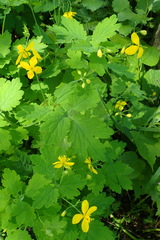 Chelidonium majus