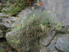 Oxytropis owerinii