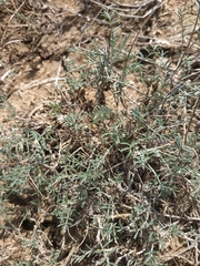 Astragalus corniculatus
