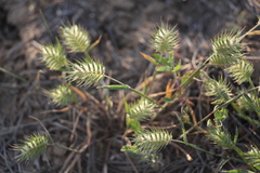 Eremopyrum orientale
