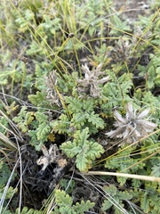 Dracocephalum pinnatum