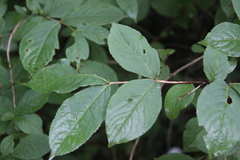Weigela praecox