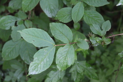 Weigela praecox
