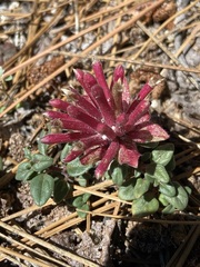 Monardella macrantha macrantha
