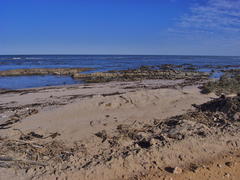 Aulacomya atra capensis