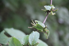 Weigela praecox