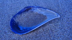 Aulacomya atra capensis