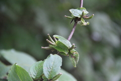 Weigela praecox