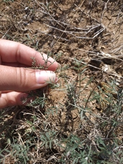 Astragalus corniculatus