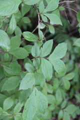 Weigela praecox