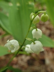 Convallaria majalis