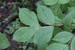 Weigela praecox