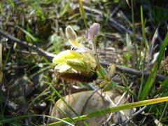 Babiana patula