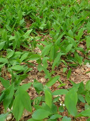 Convallaria majalis