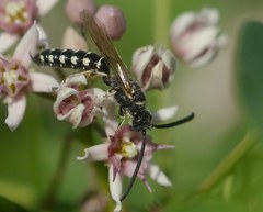 Meria tripunctata