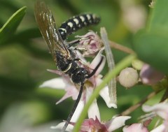 Meria tripunctata