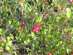 Gymnosporia markwardii