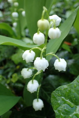 Convallaria majalis