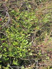 Gymnosporia markwardii