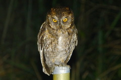 Otus elegans