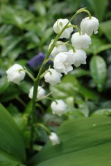 Convallaria majalis