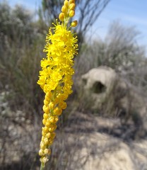Bulbinella punctulata