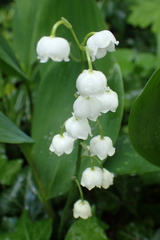 Convallaria majalis