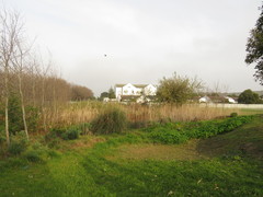 Commelina diffusa diffusa