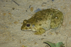 Fejervarya sakishimensis