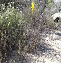 Bulbinella punctulata