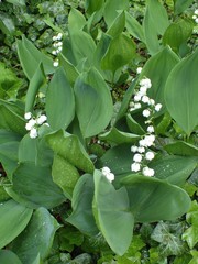 Convallaria majalis
