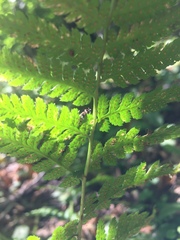 Dryopteris carthusiana