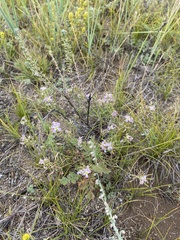 Dontostemon integrifolius