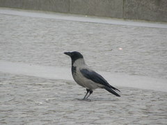 Corvus cornix