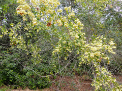 Pteleopsis myrtifolia