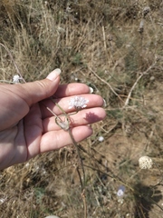 Cephalaria transsylvanica